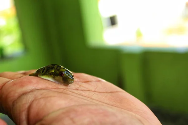 Lille Grøn Puffer Fisk Hånden Flot Sløre Baggrund - Stock-foto