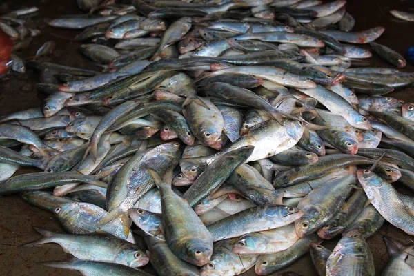 Pile Pesce Hilsa Nel Mercato Del Pesce Indiano Vendita Ilishi — Foto Stock