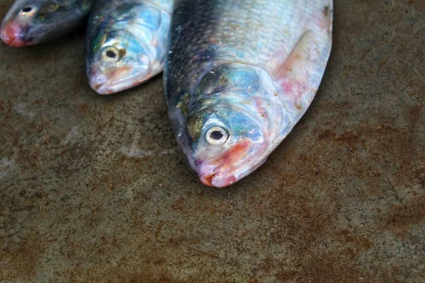 印度鱼市场出售的Hilsa鱼 在Kolkatta鱼市场出售 — 图库照片