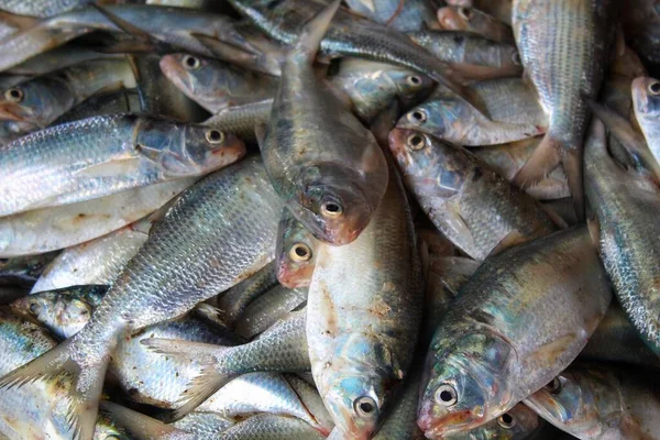 印度鱼市场出售的Hilsa鱼 在Kolkatta鱼市场出售 — 图库照片