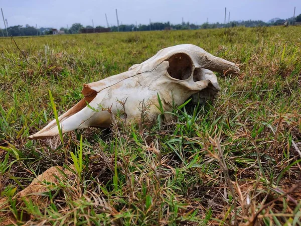 skull of a cattle laying on ground dead bull skull from different angle view