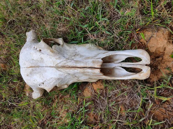 skull of a cattle laying on ground dead bull skull from different angle view