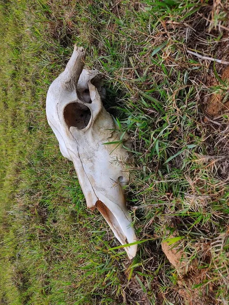 skull of a cattle laying on ground dead bull skull from different angle view