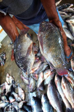 Genetik olarak geliştirilmiş GDO GIFT tilapia balığı bir balık çiftçisinin elinde.