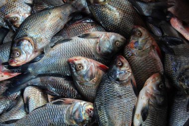 Hint nehir sazan balığı, kültür çiftliğinden toplanan hasattan sonra satılmaya hazır.