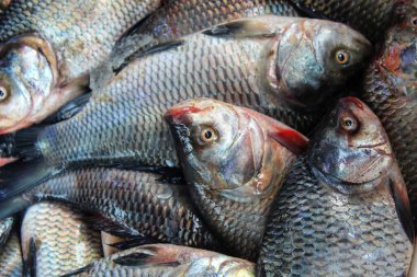 Hint nehir sazan balığı, kültür çiftliğinden toplanan hasattan sonra satılmaya hazır.