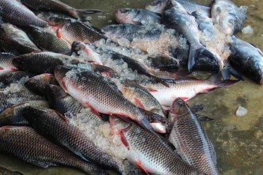 Labeo Rohita Hint balık pazarında buzlu taze alınmış rohu sazan balığı.