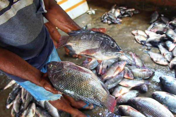 Genetik olarak geliştirilmiş GDO GIFT tilapia balığı bir balık çiftçisinin elinde.