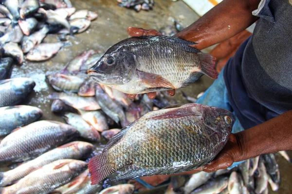 Genetik olarak geliştirilmiş GDO GIFT tilapia balığı bir balık çiftçisinin elinde.