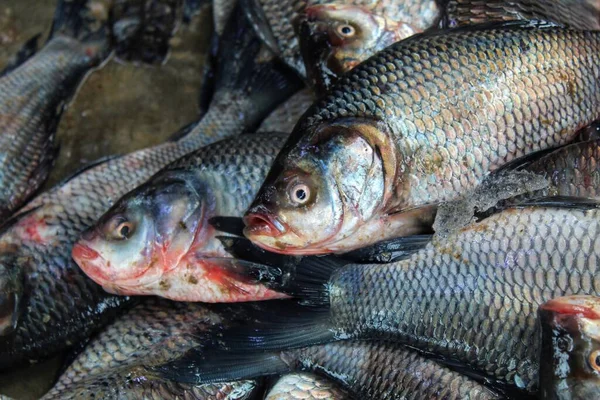 Close Zicht Catla Indische Rivierkarper Vis Klaar Voor Verkoop Oogst — Stockfoto