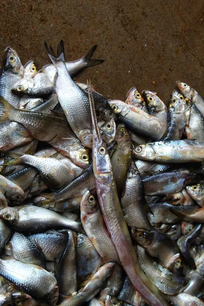 在印度鱼类市场销售的不同种类的鱼类D — 图库照片