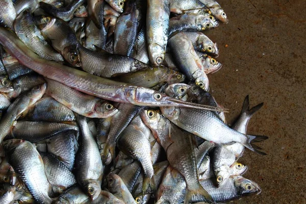 Различные Виды Рыб Продаваемых Индийском Рыбном Рынке — стоковое фото