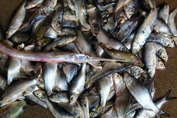 Verschillende Soorten Vis Verkocht Indiase Vismarkt — Stockfoto
