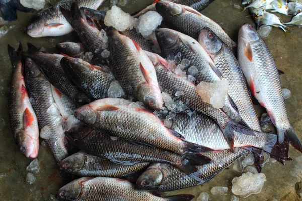 Labeo Rohita Freshly Harvested Rohu Carp Fish Ice Indian Fish — Stock Photo, Image