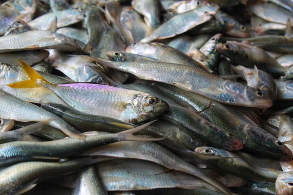 在印度的鱼市场上堆积如山的美洲鲱鱼要出售 — 图库照片