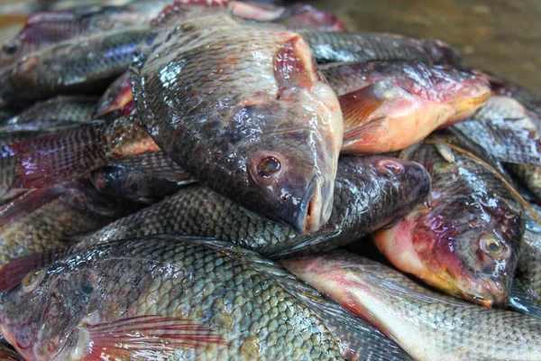 pile of tilapia fish after harvesting from farm pond genetically improved GMO GIFT tilapia nilotica fish culture