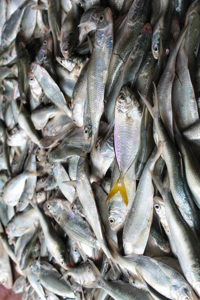 在印度的鱼市场上堆积如山的美洲鲱鱼要出售 — 图库照片