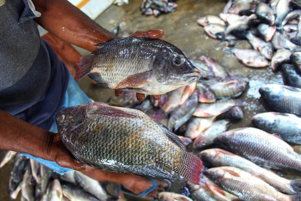 Peixes Tilápia Ogm Geneticamente Melhorados Mão Aquicultor Fotografia De Stock