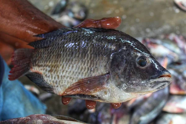 Μεγάλα Γενετικά Βελτιωμένα Ψάρια Gmo Gift Tilapia Στο Χέρι Ενός Εικόνα Αρχείου