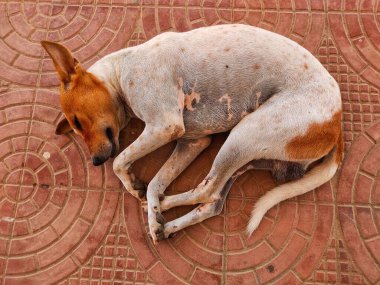 Asya 'da sokak köpeği uyuyor.