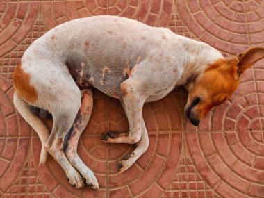 Asya 'da sokak köpeği uyuyor.