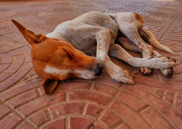 Stray Dog Sleeping Road Asia — Stock Fotó