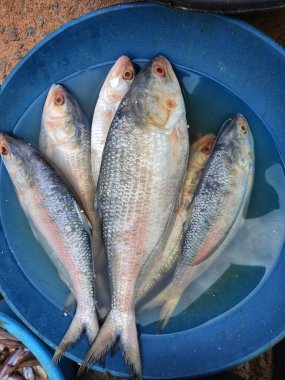 Satılık bir tencerede büyük ilisi balığı Hilsa elongata tenulosa ilisha