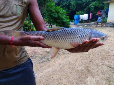 Hint balık pazarında büyük sazan balığı.