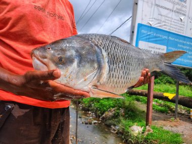 Büyük bir Hint sazanı elinde bir balıkçının