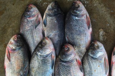 Indian river catla carp on floor for sale in Asia