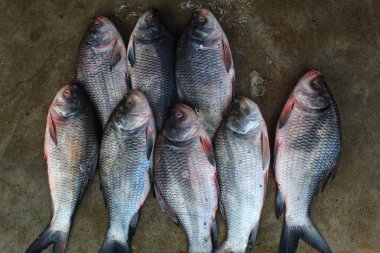 Indian river catla carp on floor for sale in Asia