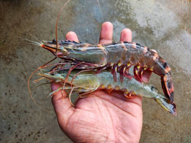 Big tiger prawn in hand in nice blur background HD