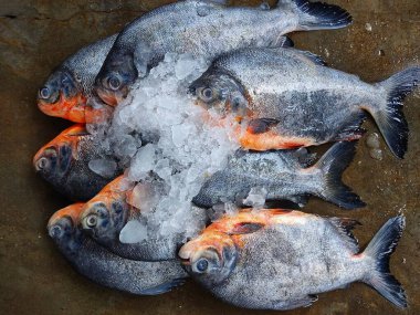 Pacu roopchandi fish farming in biofloc and sale HD