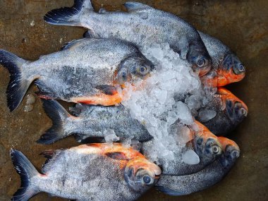 Pacu roopchandi fish farming in biofloc and sale HD