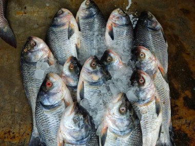 Pile of catla carp fish arranged in Indian fish bazar HD
