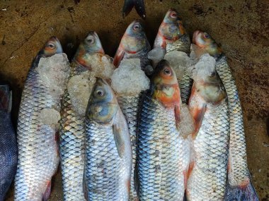 Pile of grass carp arranged with ice for sale in India