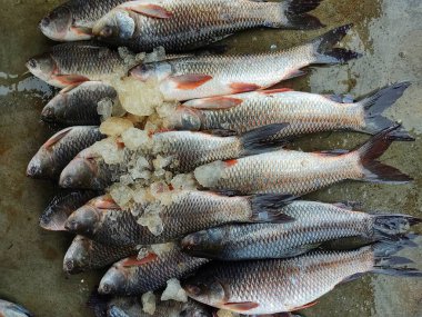 Rohu carp labeo rohita fish arranged in row for sale in Indian fish Bazar