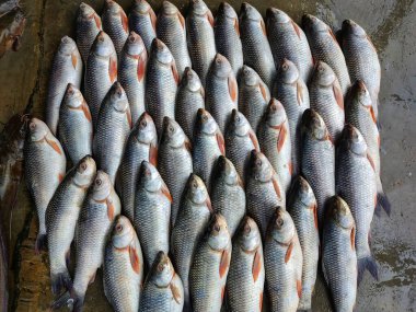 Rohu carp labeo rohita fish arranged in row for sale in Indian fish Bazar