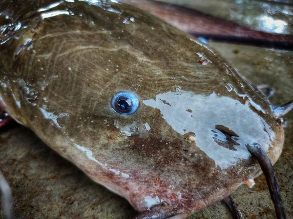Big clarias fish head close up with eyes HD magur fish