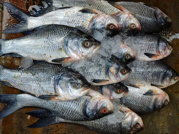 Pile Catla Carp Fish Arranged Indian Fish Bazar — Stock fotografie