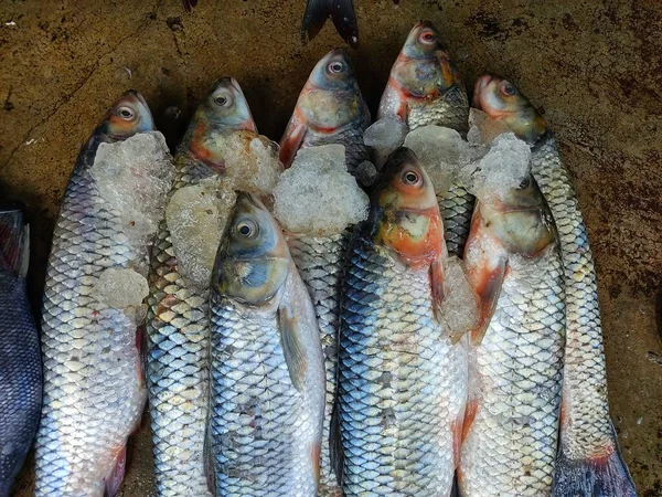 Pile of grass carp arranged with ice for sale in India