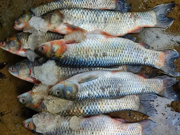 Pile of grass carp arranged with ice for sale in India