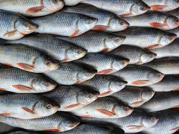 Rohu Carp Labeo Rohita Fish Arranged Row Sale Indian Fish — Stock Photo, Image