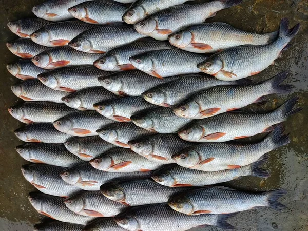 Rohu Carp Labeo Rohita Fish Arranged Row Sale Indian Fish — Stock Photo, Image