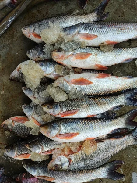 Rohu Carp Labeo Rohita Fish Arranged Row Sale Indian Fish — Stockfoto