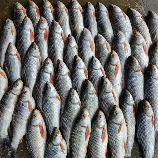 Rohu Carp Labeo Rohita Fish Arranged Row Sale Indian Fish — Stockfoto