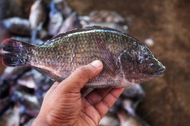 tilapia fish in hand in nice blur bckground hd