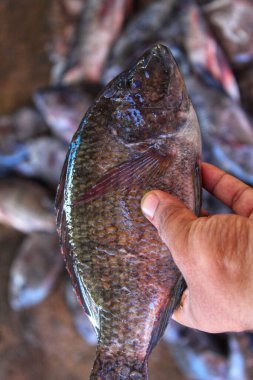 tilapia fish in hand in nice blur bckground hd