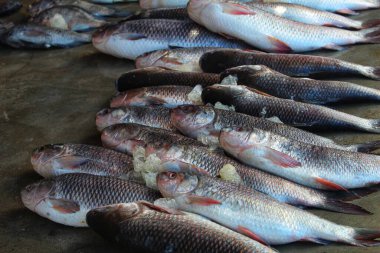 Hint balık pazarında HD satışı için sıralanmış buzlu rohu sazan balığı.