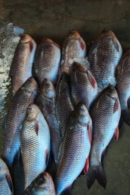 Hint balık pazarında HD satışı için sıralanmış buzlu rohu sazan balığı.